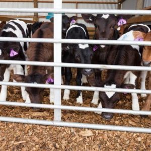 Successful Calf Rearing Webinar Series 2020