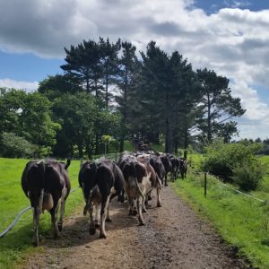 Minimising Lameness Webinar