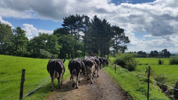Minimising Lameness Webinar