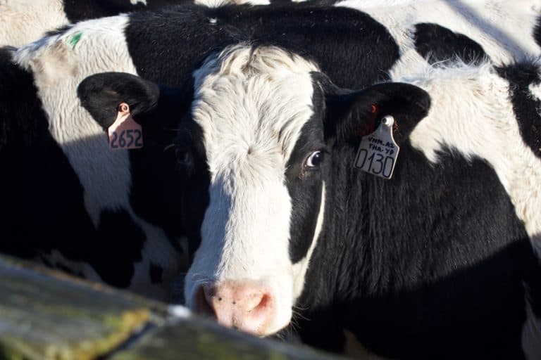 Facial Eczema Dairy Women's Network