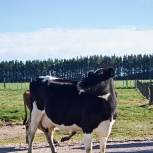 Milk Fever Webinar