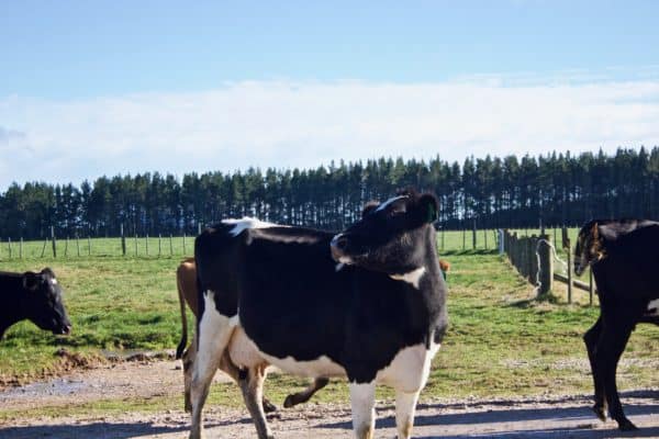 Milk Fever Webinar