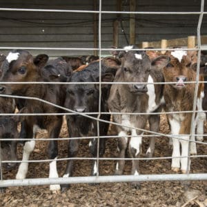 Rylib Dairy Group, 29 July 2014