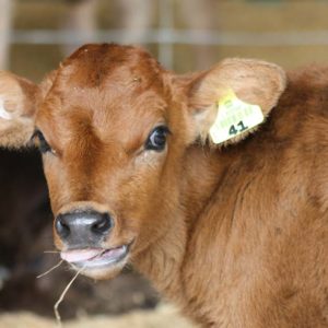 NAIT-Calving-FAQs