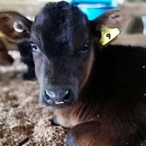 NAIT-Tips-for-calving