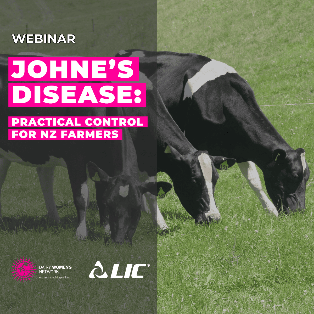 Johne's Disease: Practical Control for NZ Farmers