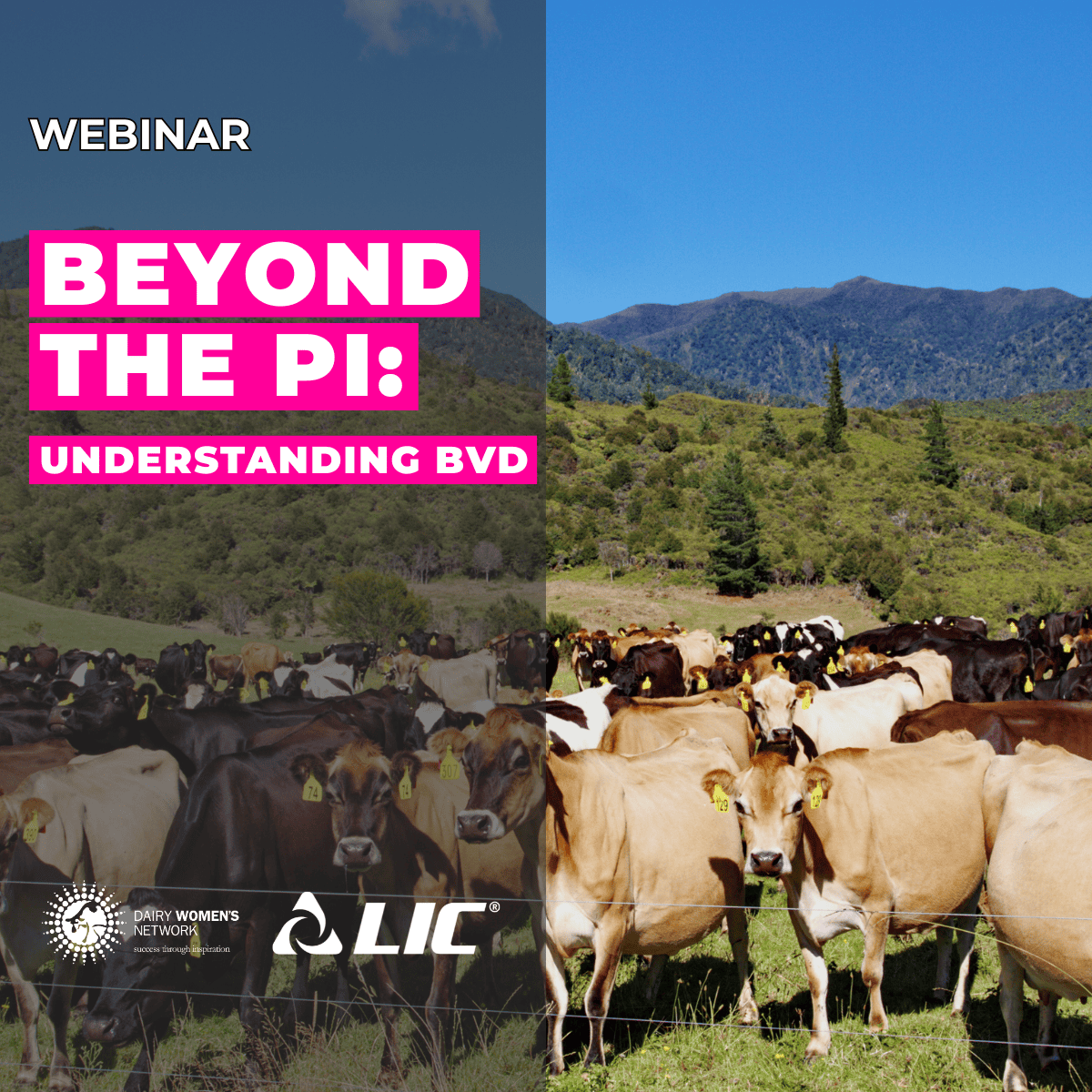 Beyond the PI – Understanding BVD