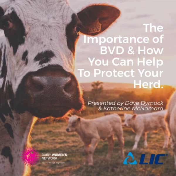 The Importance of BVD and How to Protect Your Herd