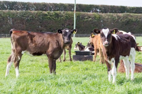 Calves on Pasture in New Zealand Calves on Pasture in New Zealand