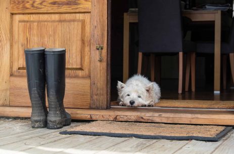 Senior west highland white terrier westie dog lying on mat looking out of open farmhouse door - photographed in New Zealand, NZ