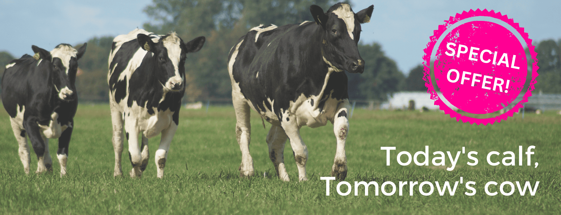 SPECIAL OFFER Todays Calf Tomorrows Cow (1)