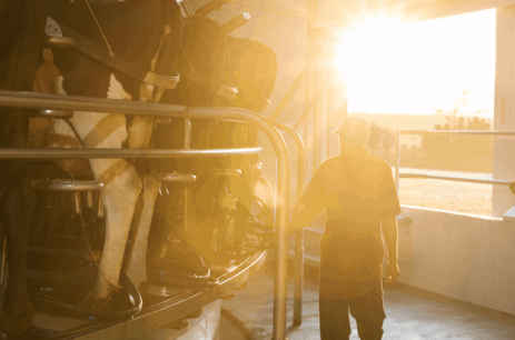 Sunrise at milking time Sunrise at milking time