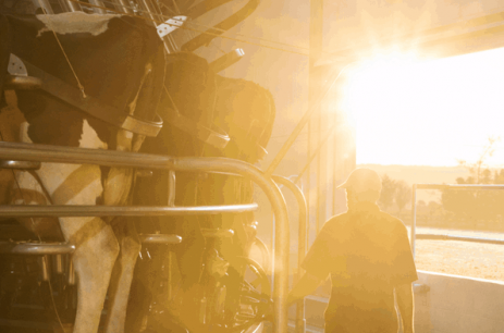 Sunrise at milking time Sunrise at milking time
