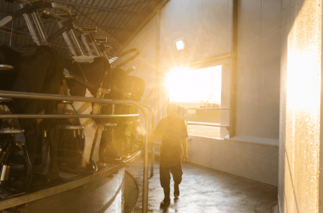 Sunrise at milking time Sunrise at milking time